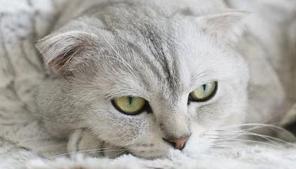 B体育下载-朱婷助球队拿下关键战女排世界杯，朱婷女排吧 朱婷个站