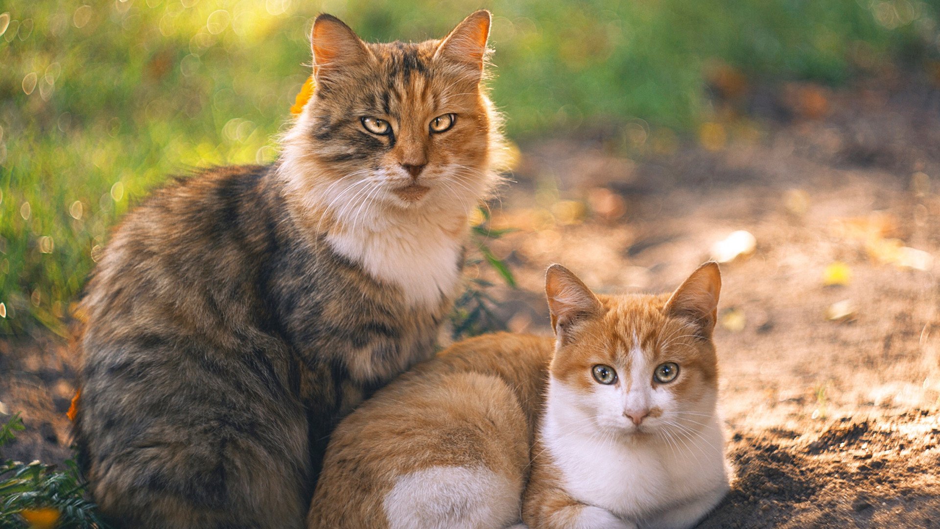 _热火防守坚不可摧,连续获胜_,热火联防怎么破