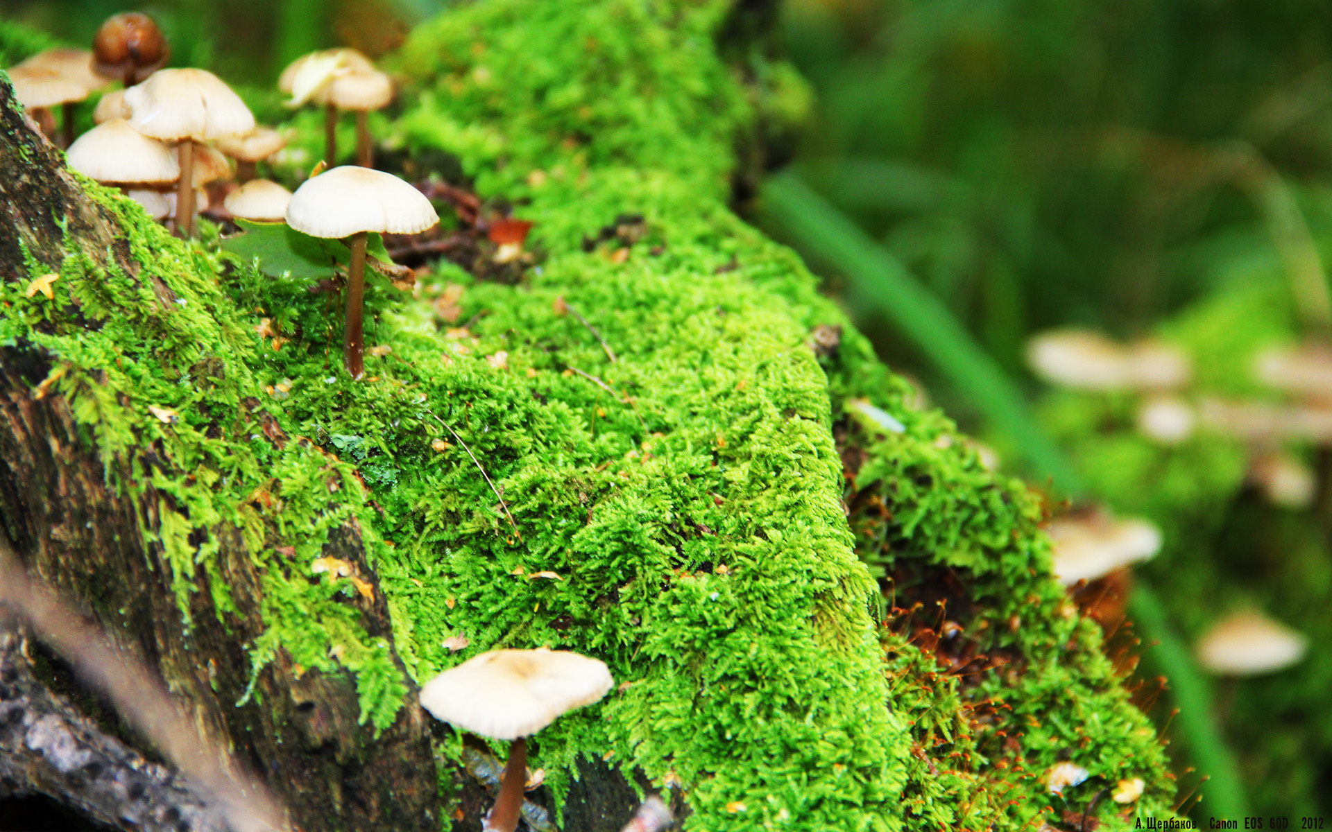 “西甲战况火热：比赛精彩不断，积分两极分化”，西甲积分榜2020.2021积分榜