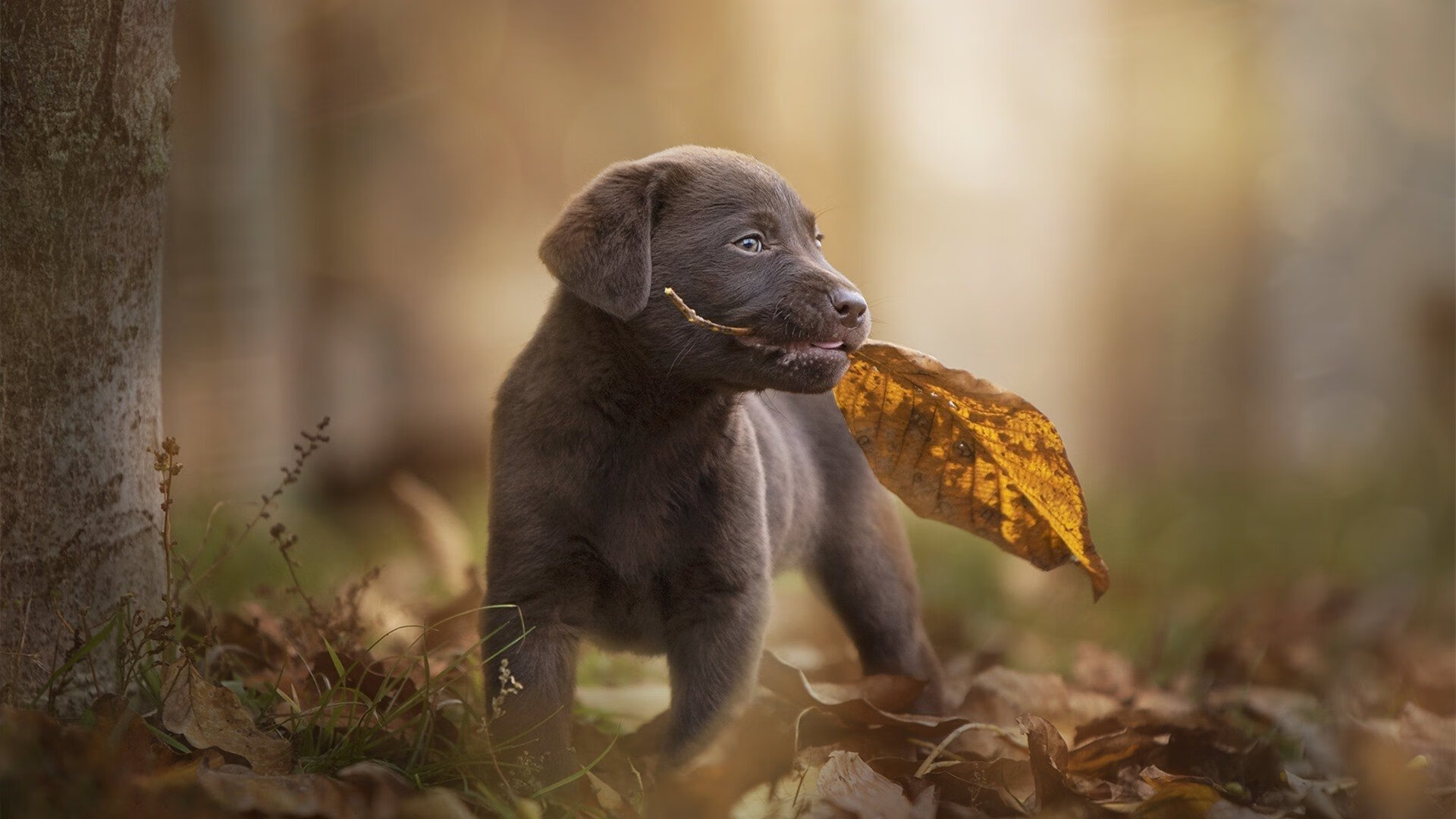 【道奇的火力升级】多名明星爆发助队连续获胜，道奇ch