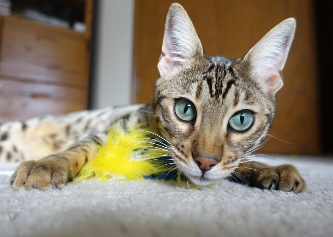 【长青传奇】奥沙利文：坚持训练的日常与心态调整，奥沙利文训练视频