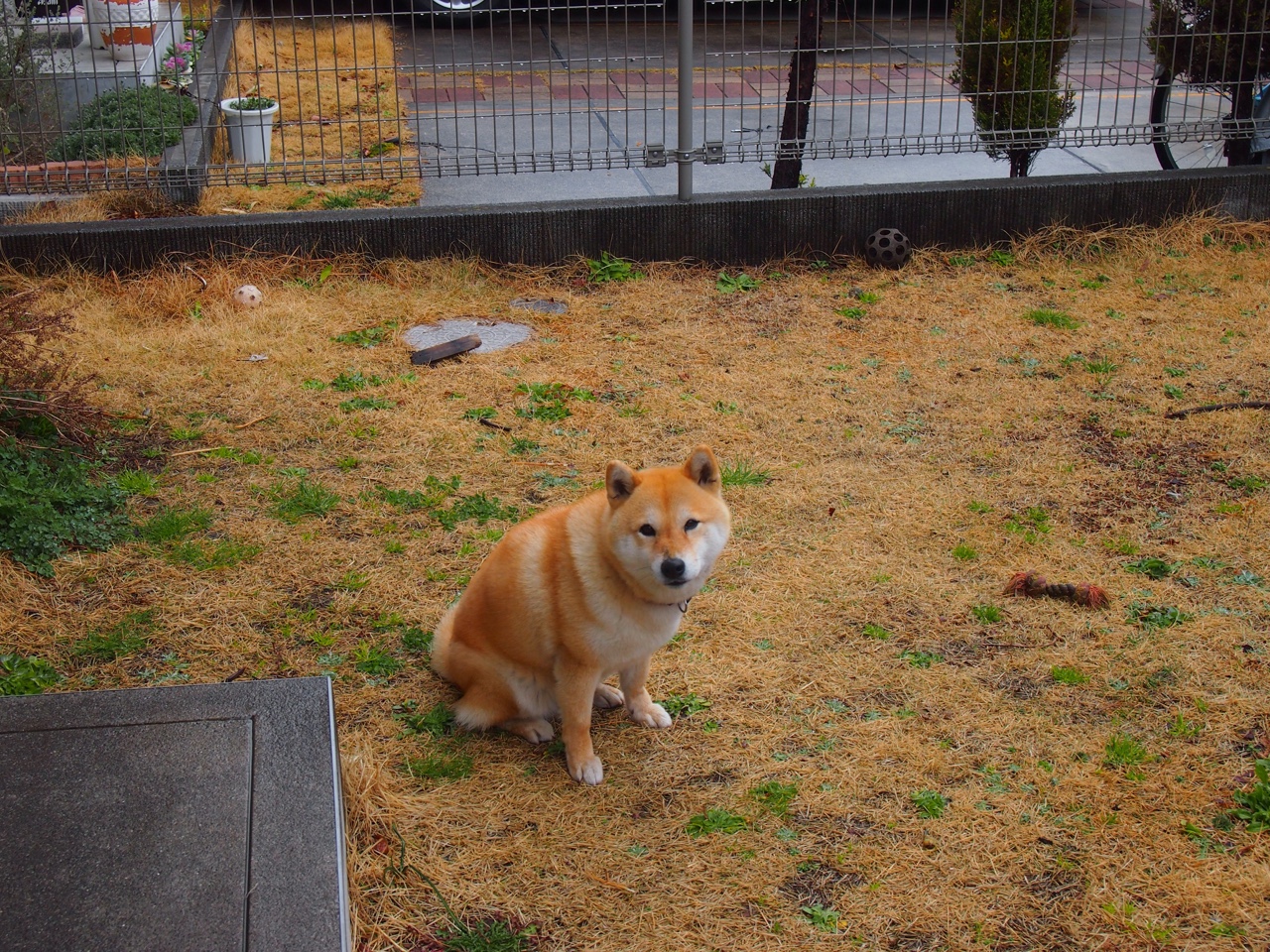 B体育APP下载网址-今年联盟中场得分最高的球员是谁？，联盟场均得分排名