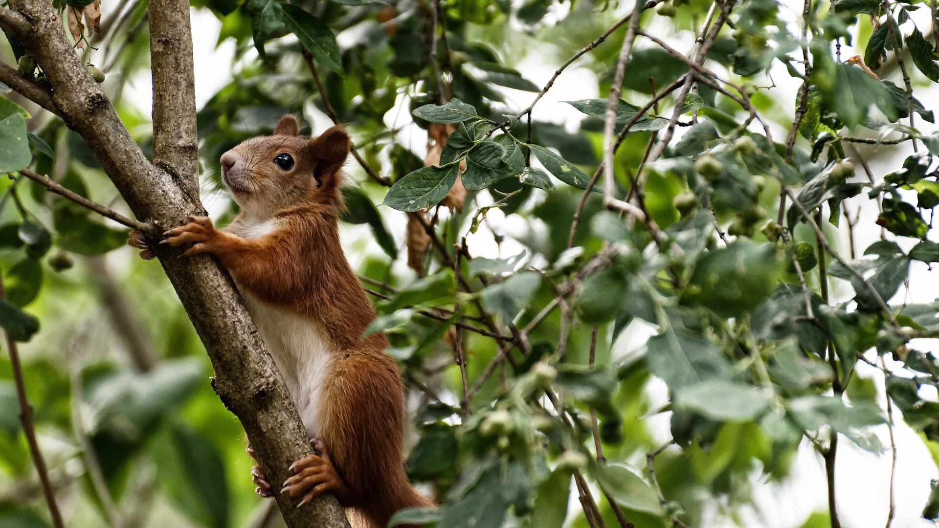 国内外篮球名将助阵中国青少年篮球培训交流,2019全国青少年篮球特色学校