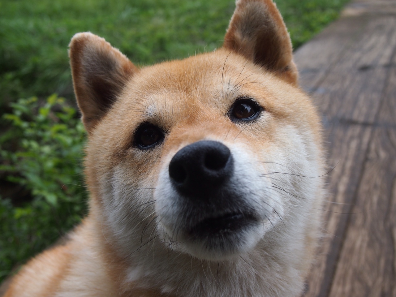 曼联豪掷千万引援攻线，高价补强决心坚定，曼联新赛季引援