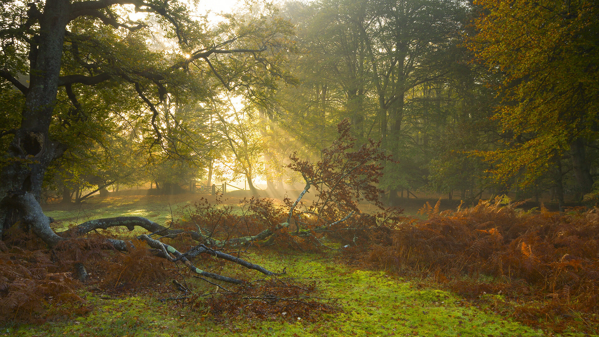 球员的成长支撑:青训体系中的“秘密武器”,青训球员标准