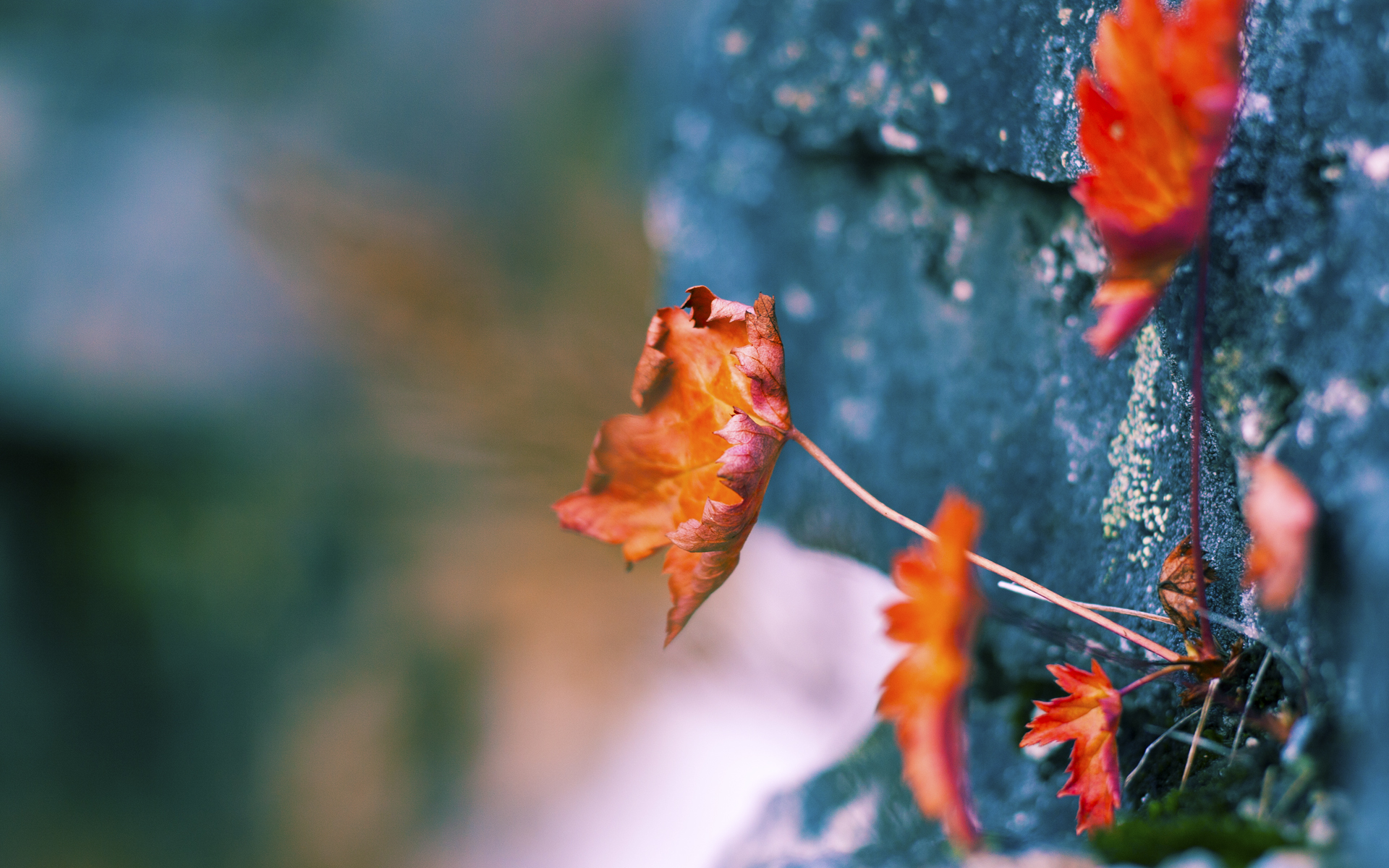 篮球俱乐部管理体系趋向专业化，篮球俱乐部的运营模式