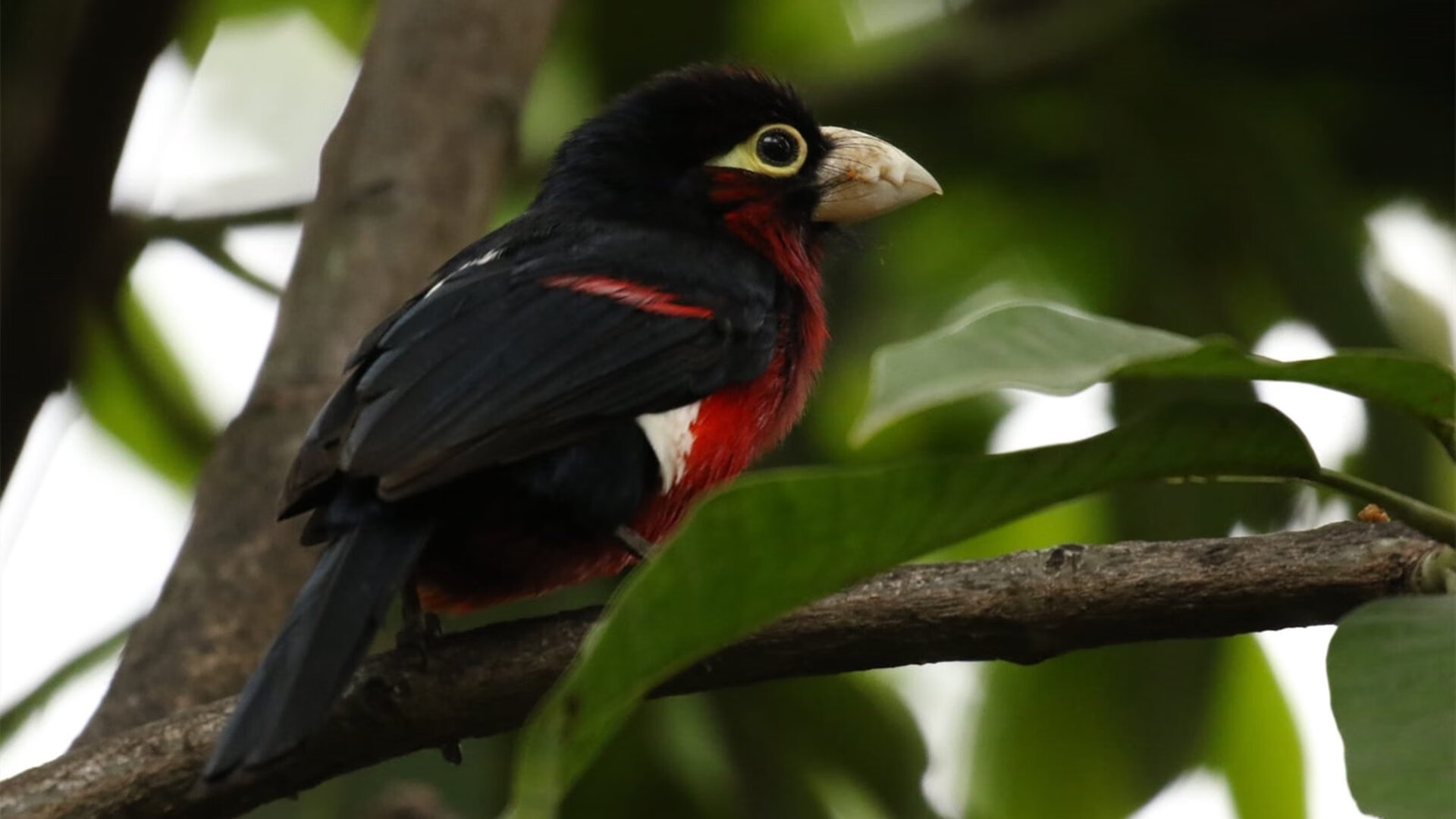 B 体育官网-LCS选手训练强度曝光，lcs赛区有哪些队伍