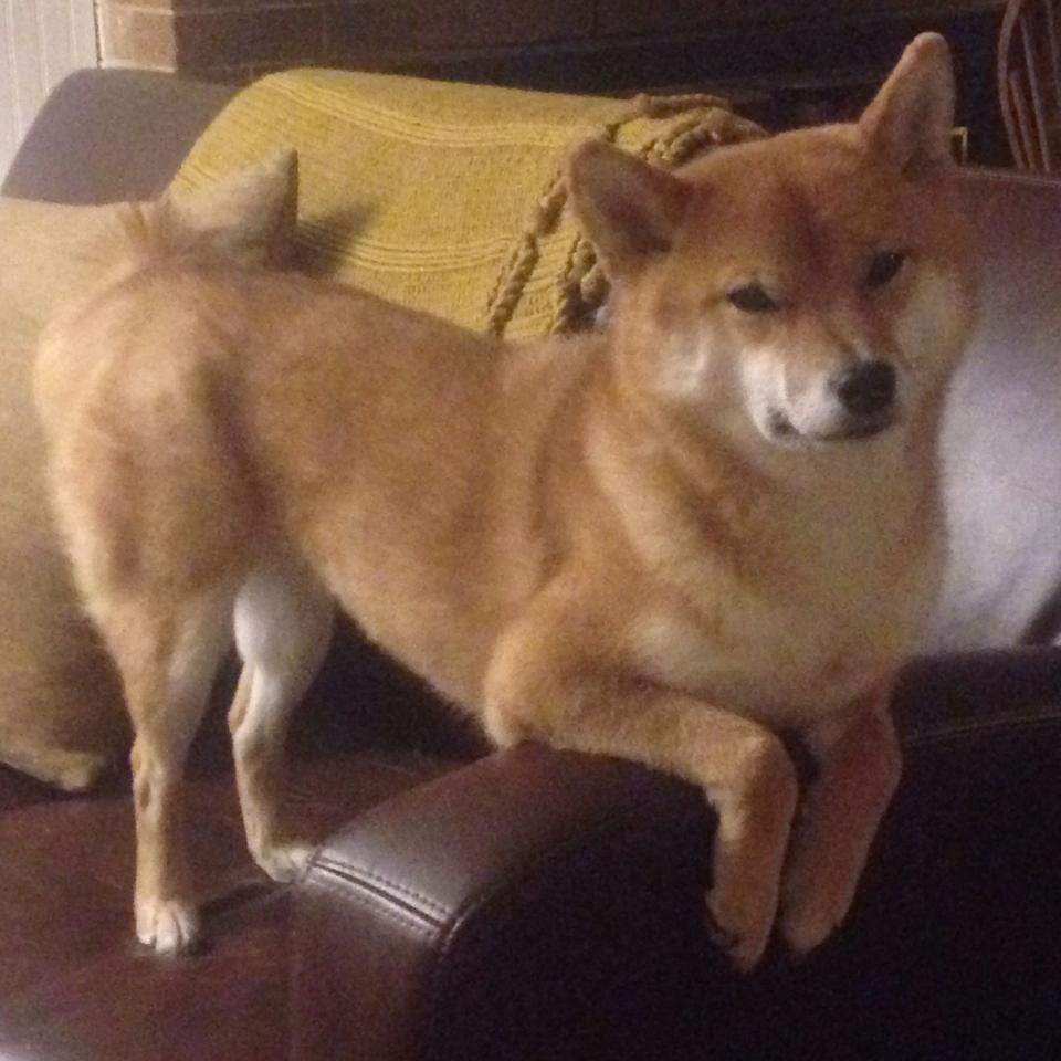 b体育直播-凯尔特人队替补球员表现抢眼，凯尔特人 队