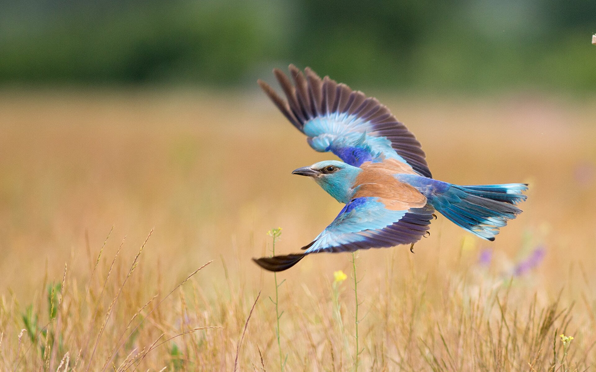 b体育平台-川崎前锋球员转会动态，川崎前锋 转会