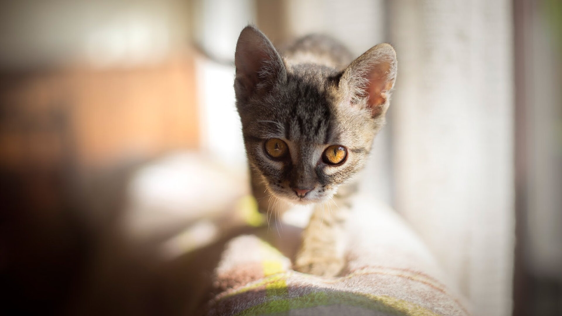 欧预赛中法国表现抢眼——受到球迷追捧，欧洲预选赛法国直播