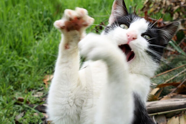 Bsports在线平台-波鸿申请进入欧罗巴联赛，受到关注，波鸿申请进入欧罗巴联赛,受到关注了吗