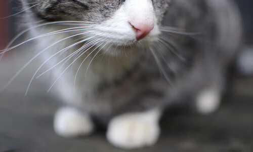 b体育入口-约基奇压哨绝杀掘金主场沸腾，约基奇砍下27分11助 掘金5人得分上双