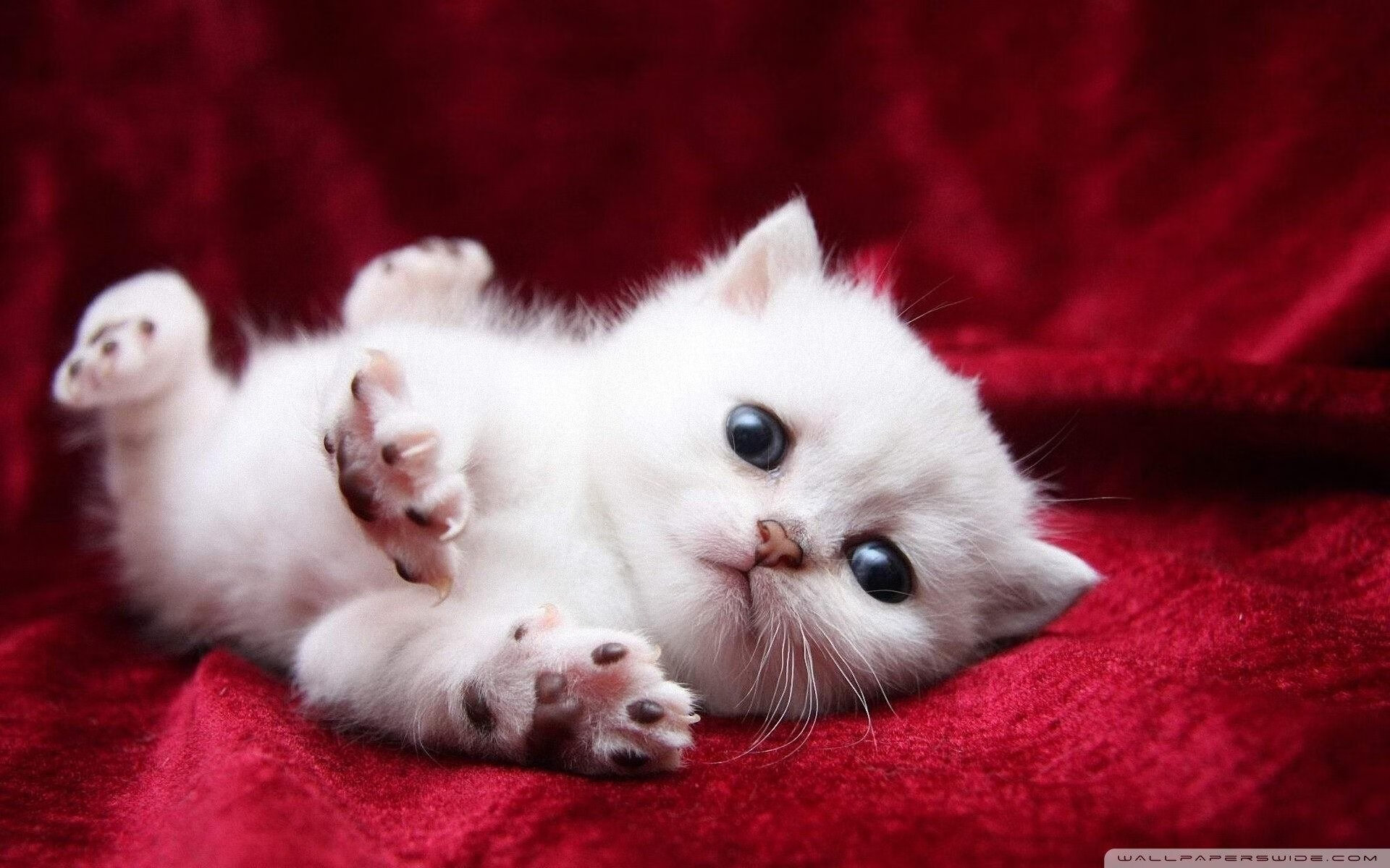 约基奇大三双掘金主场奏凯,掘金球员约基奇个人资料