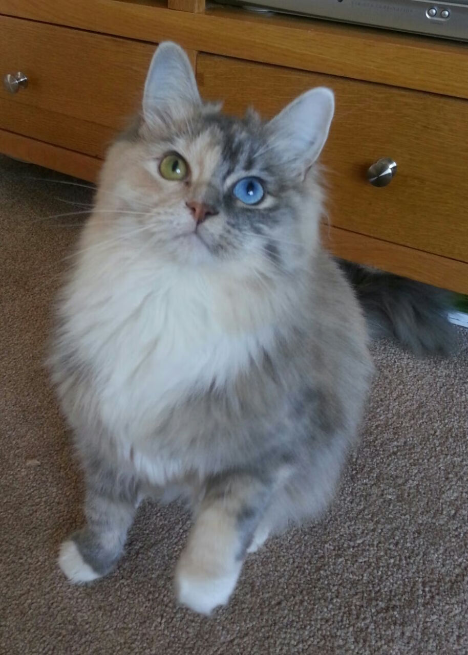 赛事视频回放平台上线,比赛回放app