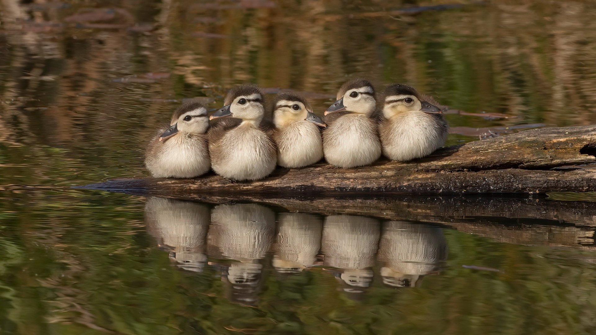 阿根廷新晋前锋成媒体焦点,阿根廷足球队前锋
