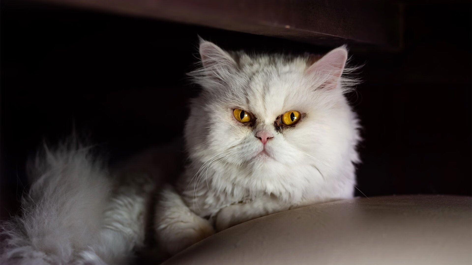 马竞大胜晋级，欧冠八强渐行渐近，欧冠冠军马竞