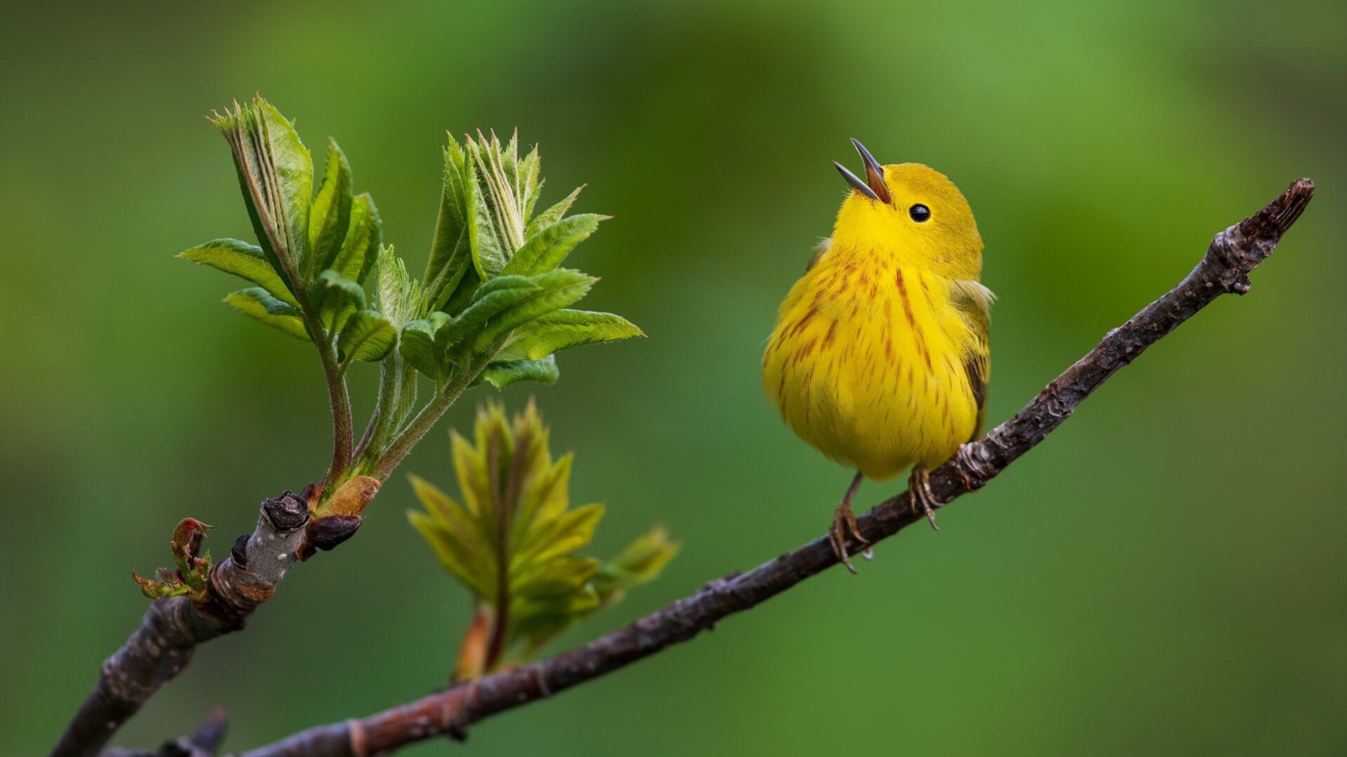 中国三人篮球女队关注细节训练打造体系,中国三人篮球女生