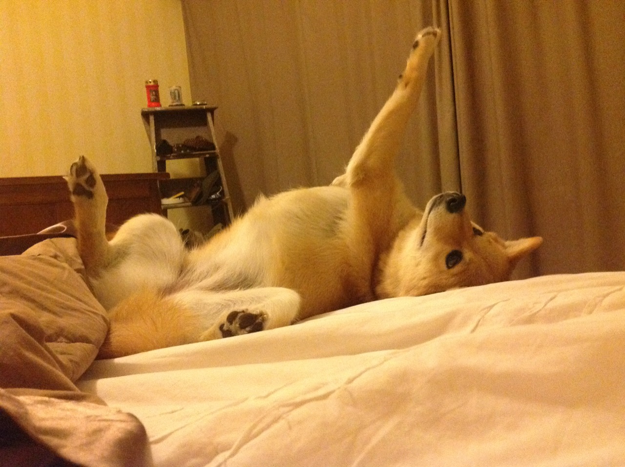 BSPORT APP-中国香港队赛制结构分析：如何调整策略应对团体赛的挑战，香港队再添一枚金牌