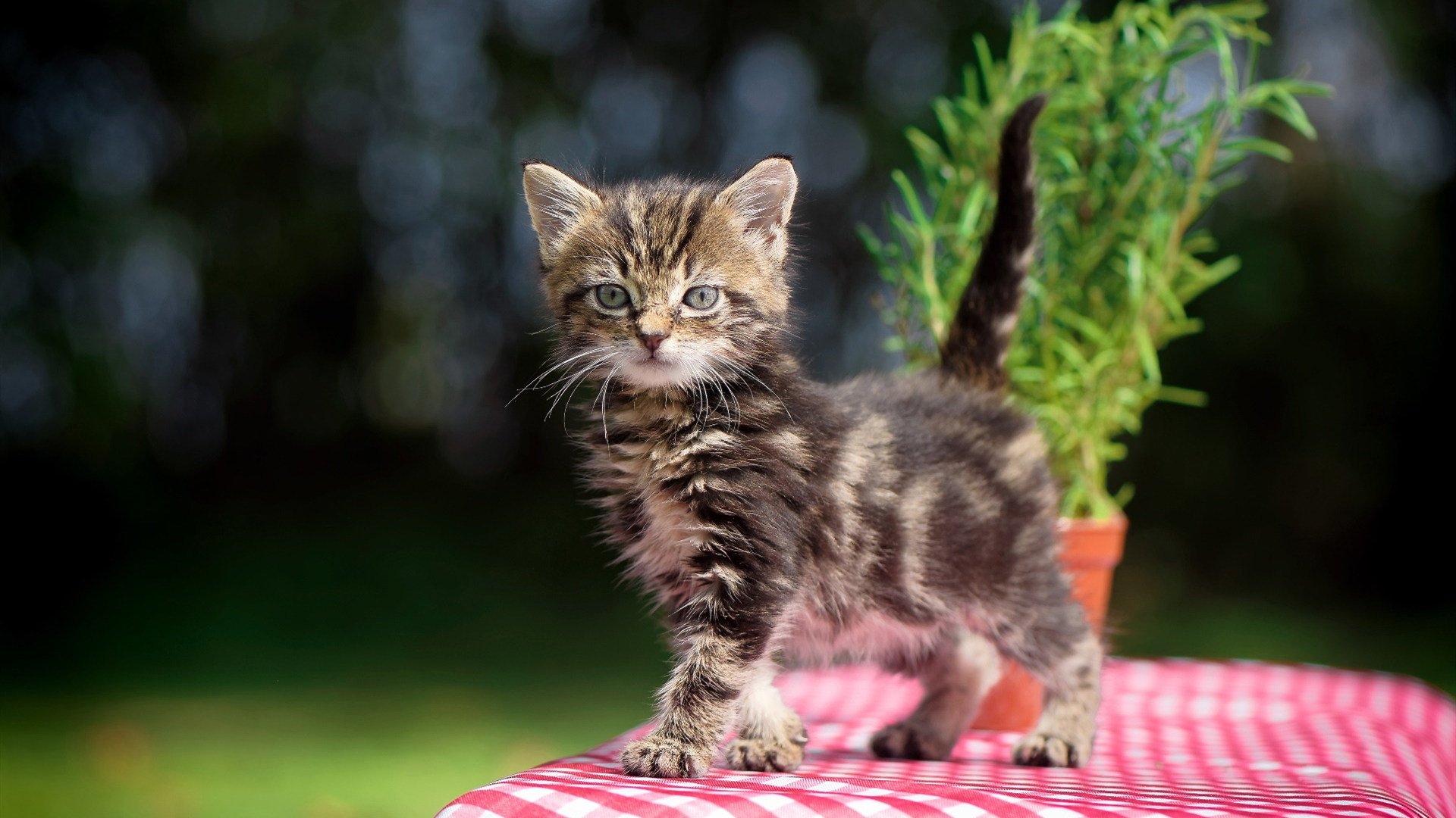 库里突破分球助攻数据持续提升，库里运球突破