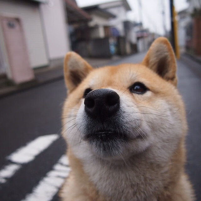 b体育APP-德甲连续进攻：攻势如潮，令人叹为观止，德甲多少场次