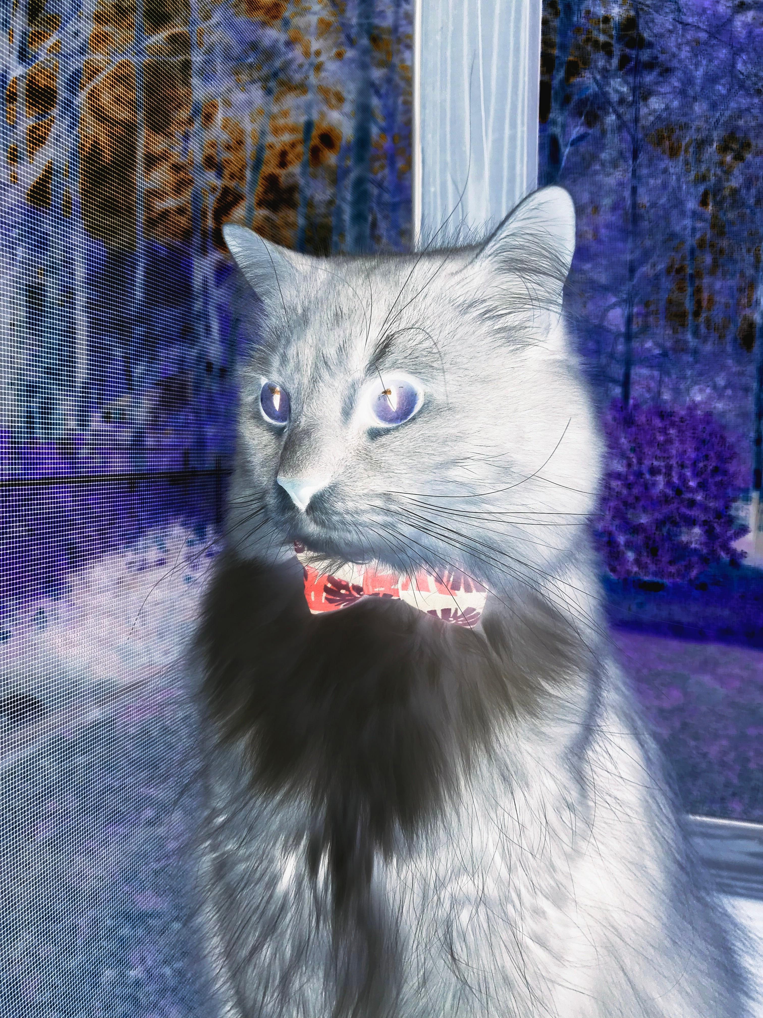 意甲快速反击：瞬间突入，场面震撼！，意甲最快进球