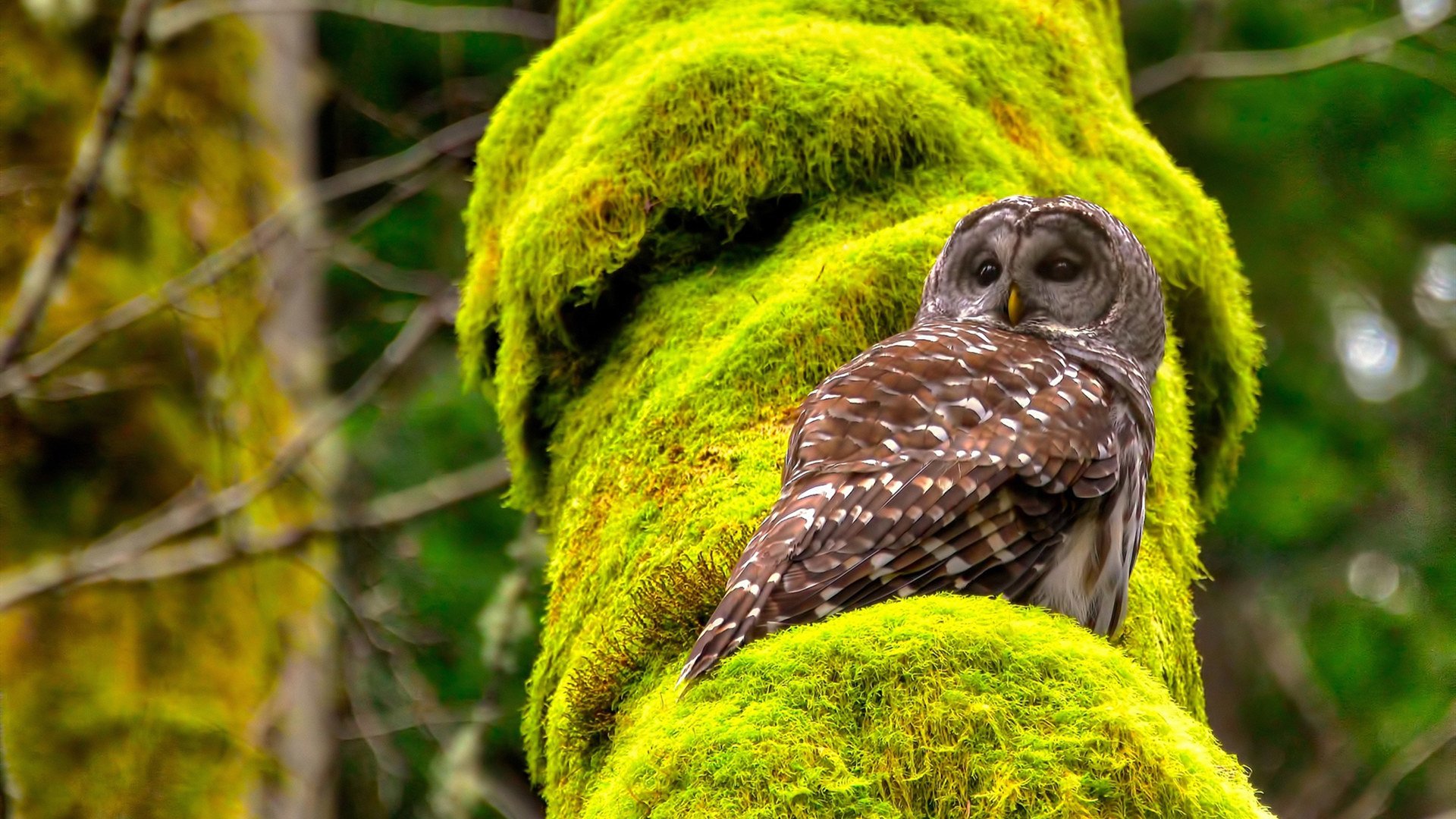 比赛前联合媒体开展公开训练日增强球队透明度与外界互动，比赛前一周怎么训练